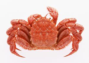 横浜・綱島で絶品すた丼を味わえる「伝説のすた丼屋 綱島店」の魅力と店舗情報