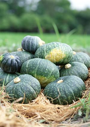 正しい知識で断食できる断食道場