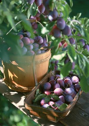 2025年版 お歳暮に最適なドイツソーセージの選び方と贈り方完全ガイド