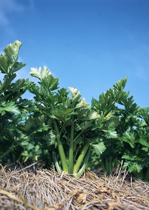 仙台の絶品カフェ特集2026｜地元民おすすめの隠れ家から人気店まで徹底紹介